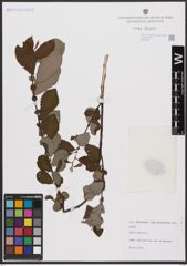 Foto von Salix aurita L.